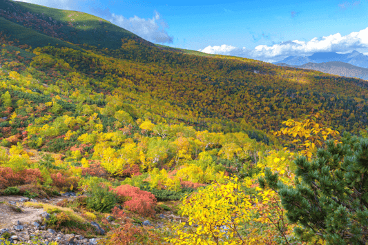 Hike through the most amazing autumn scenery in Mount Norikura
